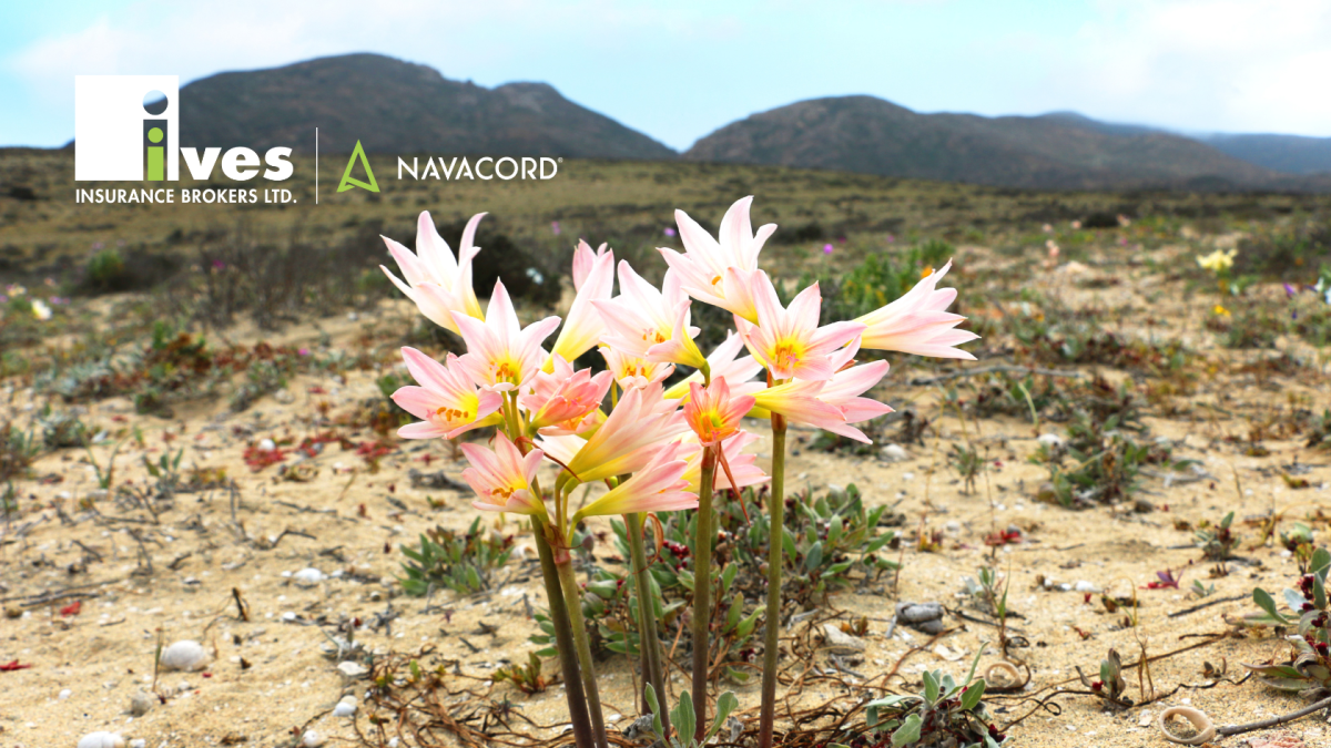 A flower in a desert, symbolizing how cyber-resilient businesses flourish in spite of cybercrime